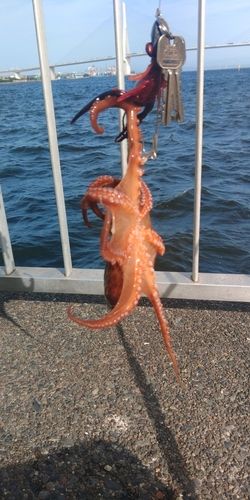 釣果