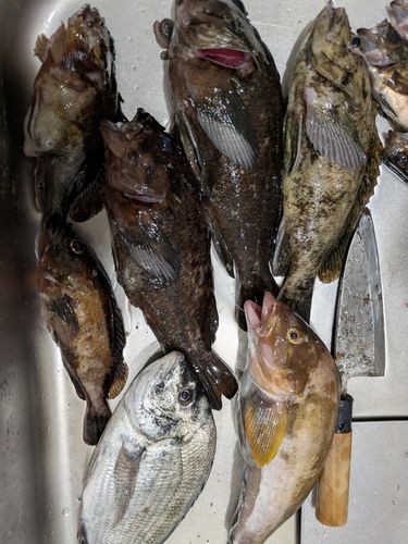 カサゴの釣果