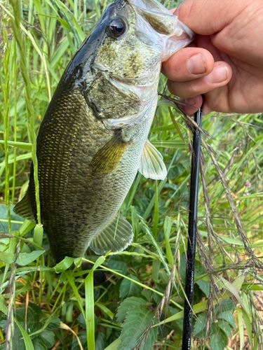 ブラックバスの釣果