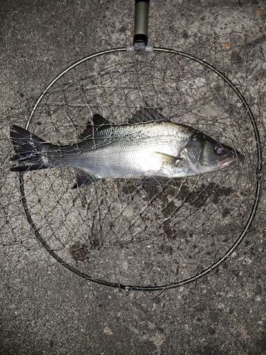 ヒラスズキの釣果