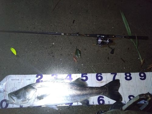 シーバスの釣果