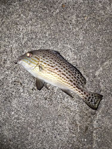 コロダイの釣果