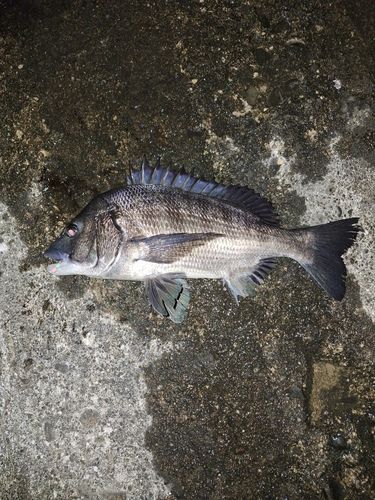 チヌの釣果