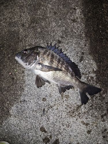 チヌの釣果