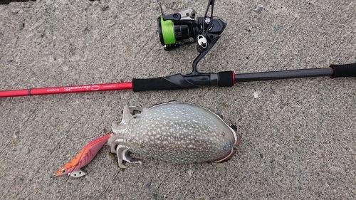 シリヤケイカの釣果