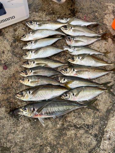 アジの釣果