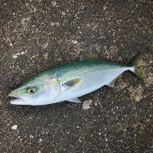 ハマチの釣果