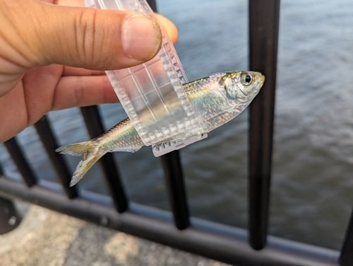 サッパの釣果