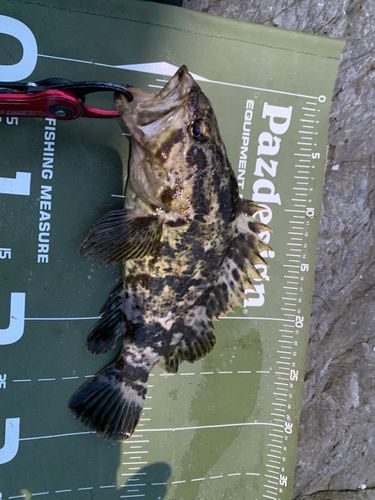 ベッコウゾイの釣果