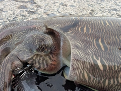 モンゴウイカの釣果