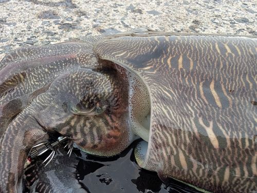 モンゴウイカの釣果