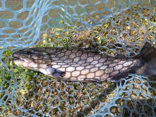 イワナの釣果