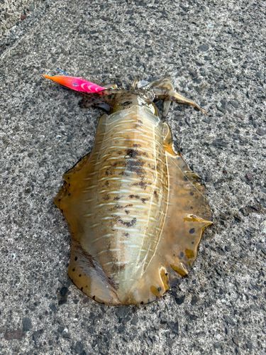 アオリイカの釣果