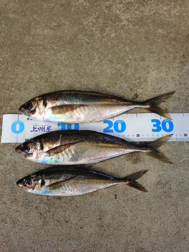 アジの釣果