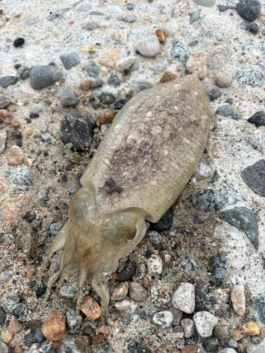 コウイカの釣果