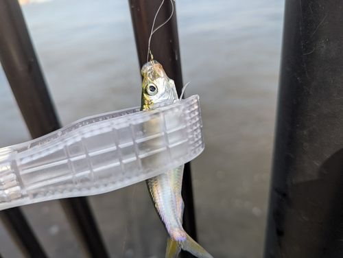 サッパの釣果