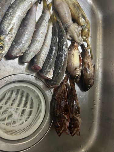 カマスの釣果