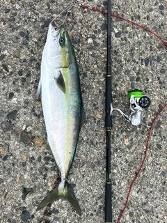 ワラサの釣果