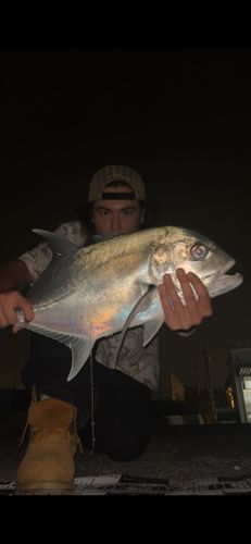 ロウニンアジの釣果