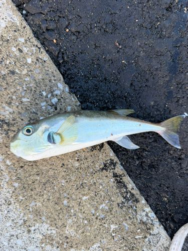 クロサバフグの釣果