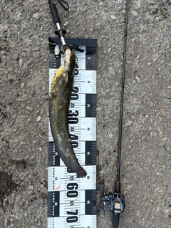 ニホンナマズの釣果