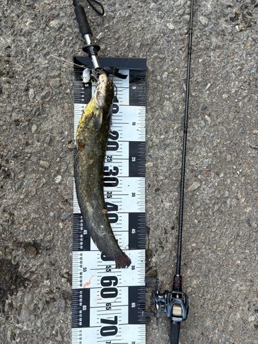 ニホンナマズの釣果