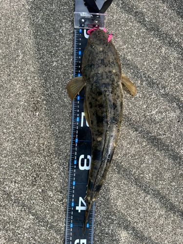 マゴチの釣果