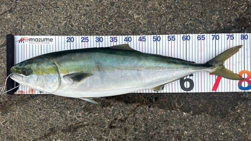 ブリの釣果