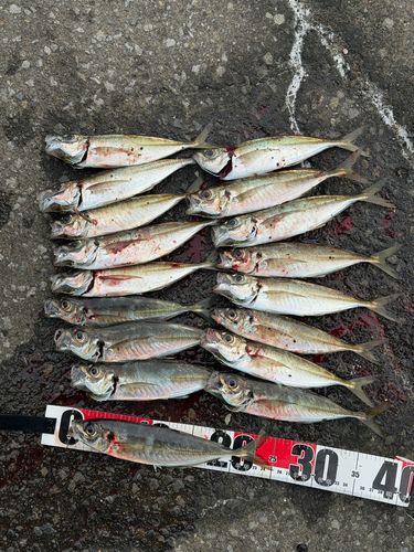 アジの釣果