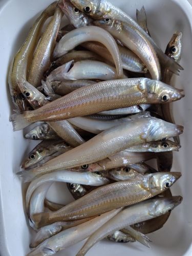 キスの釣果
