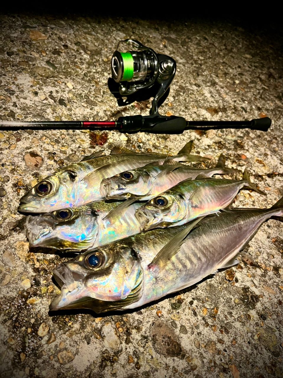 DAIWA 22イグジスト LT2000S-Hの最安値・インプレ・釣果 | 本音の