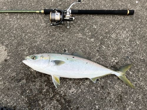 イナダの釣果