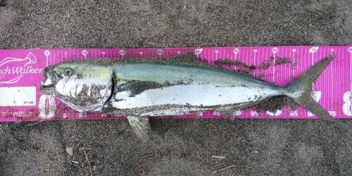 ワラサの釣果