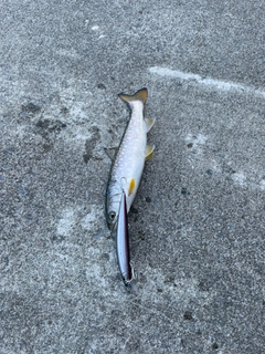 アメマスの釣果