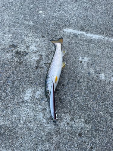 アメマスの釣果