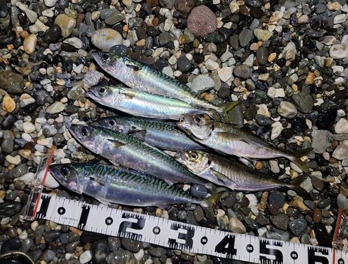 サバの釣果