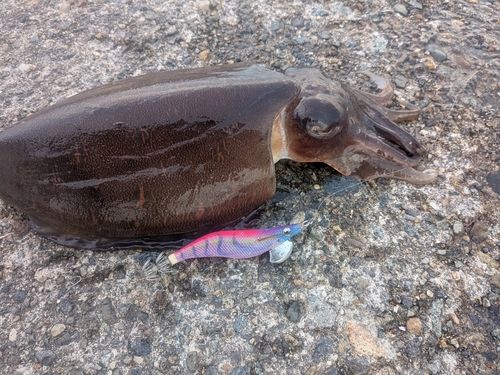 モンゴウイカの釣果