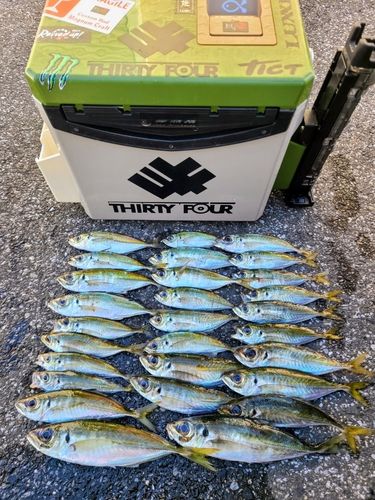アジの釣果
