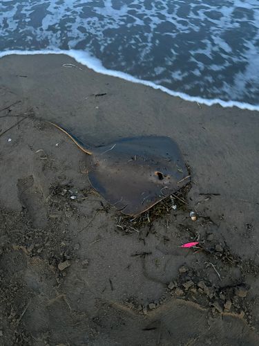 アカエイの釣果
