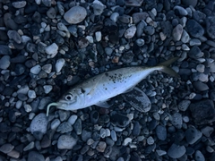 マアジの釣果