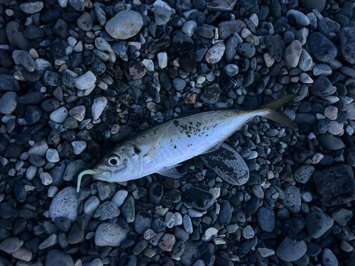 マアジの釣果