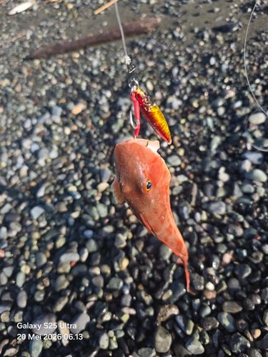 ホウボウの釣果