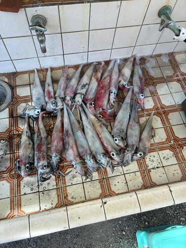 ケンサキイカの釣果