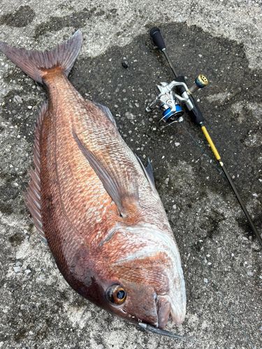 マダイの釣果
