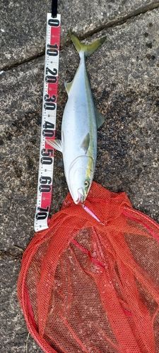 イナダの釣果