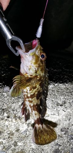 ガシラの釣果