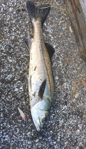 シーバスの釣果