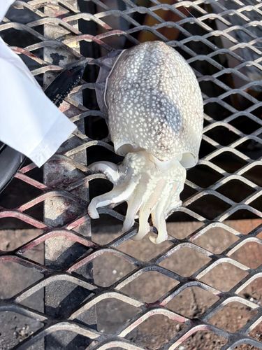 シリヤケイカの釣果