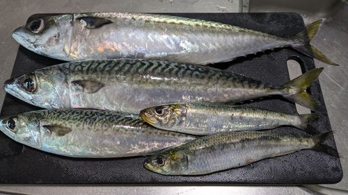 サバの釣果