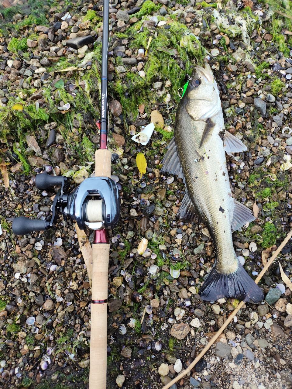 SHIMANO 19スコーピオン 17113R-2の最安値・インプレ・釣果 | 本音の